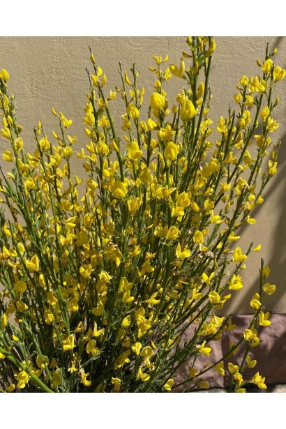 Ракитник ранний Олголд (жёлтый) - 3л/вис.40-60см/Ø20-30см